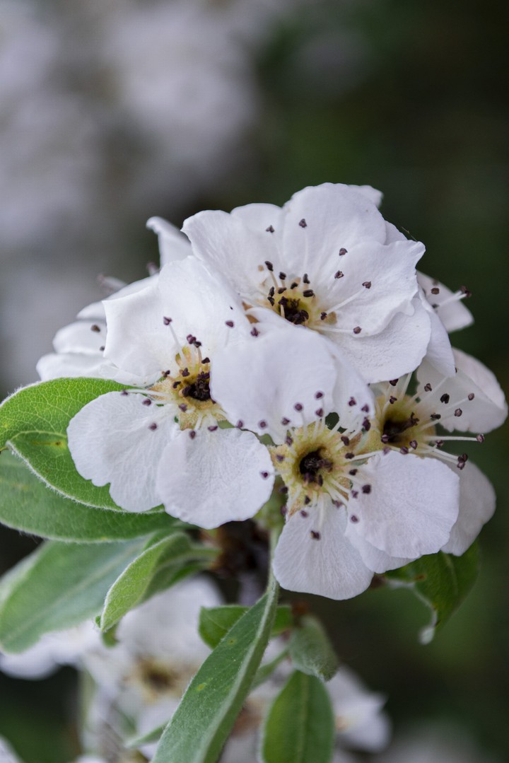 fiori