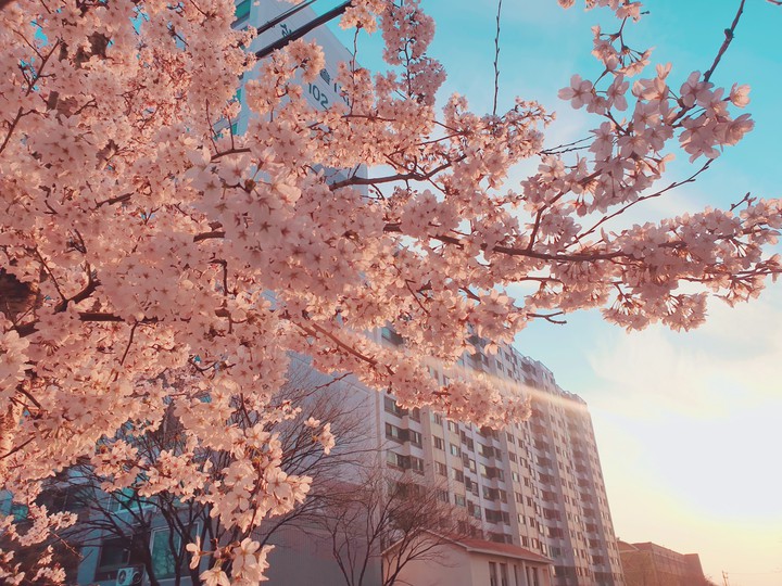 spring flower벚꽃