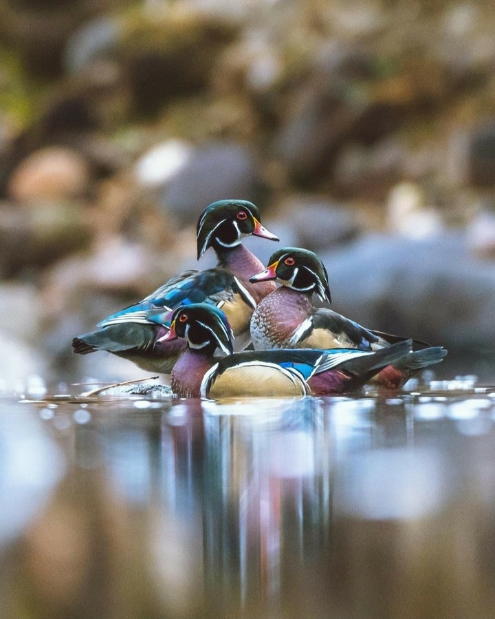 duckling