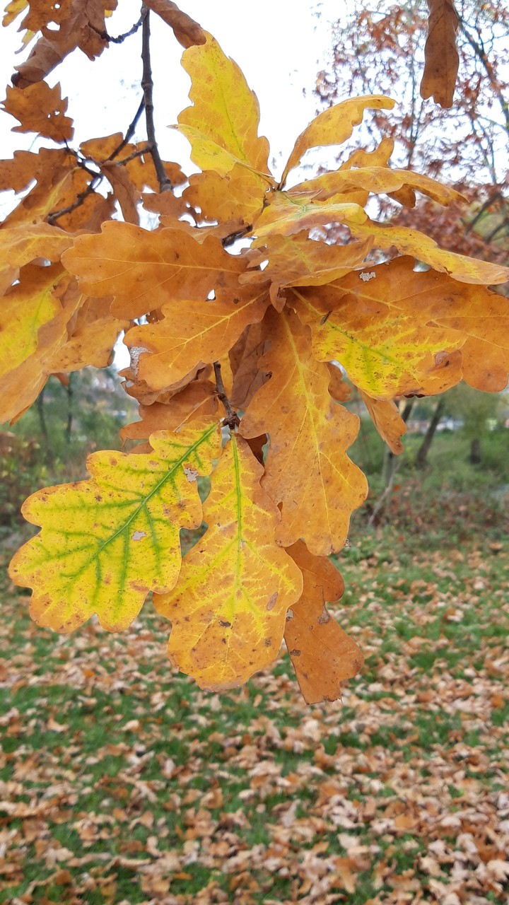 autumn