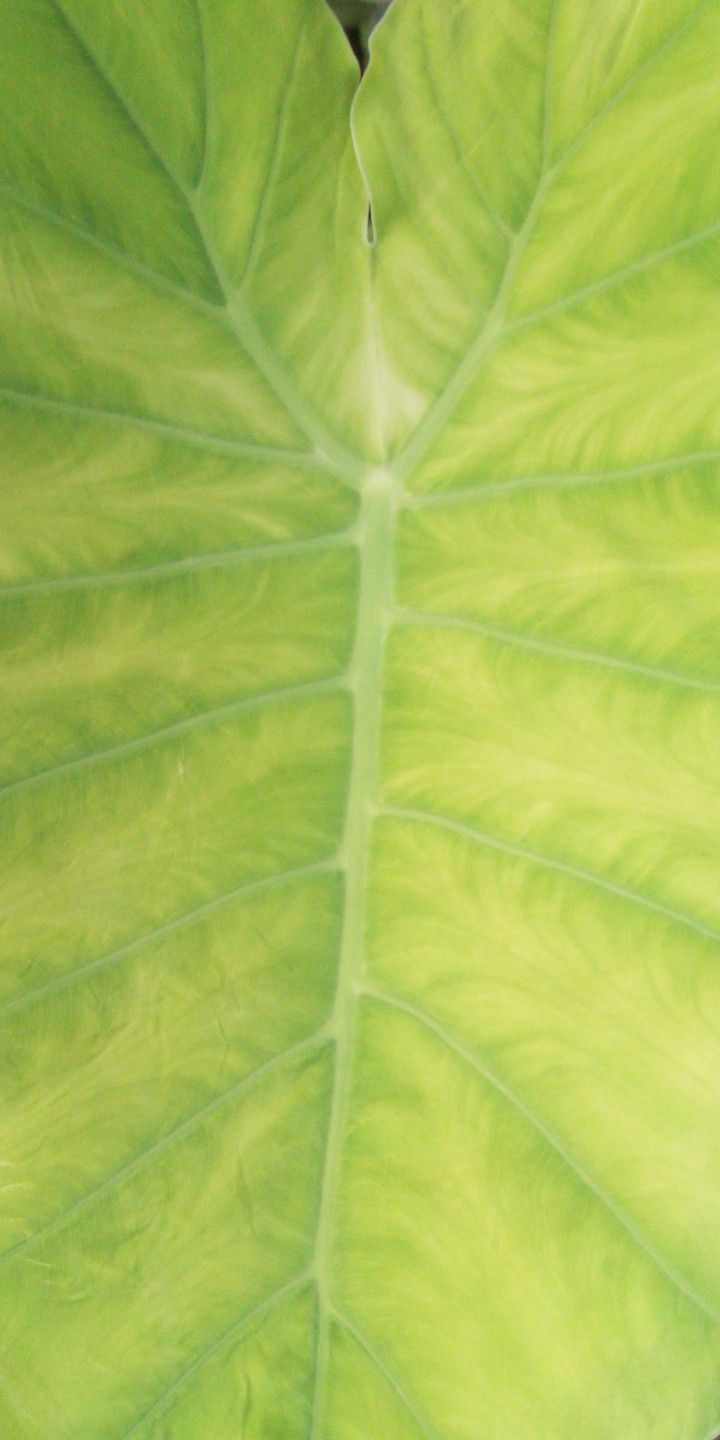 daun keladi