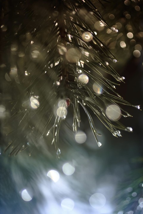 sfondi grass, Water