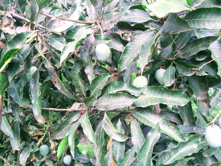 Mangoes