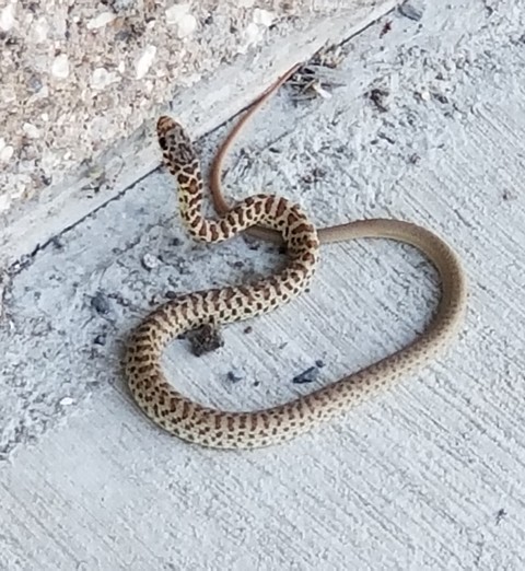 Uninvited Guest
