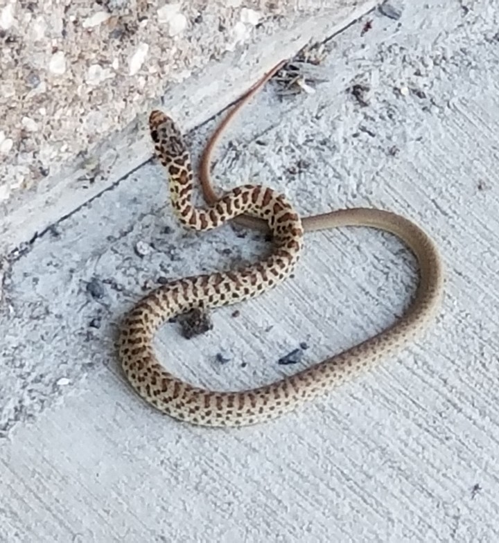 Uninvited Guest