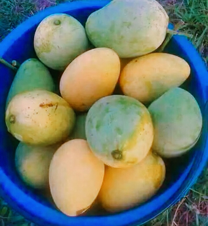 aam