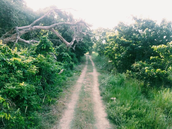 Nature