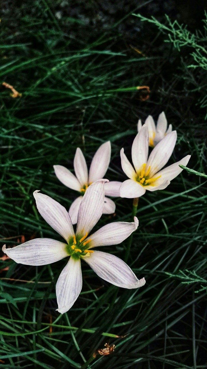 white and clear