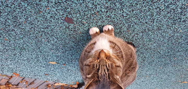 korea cat