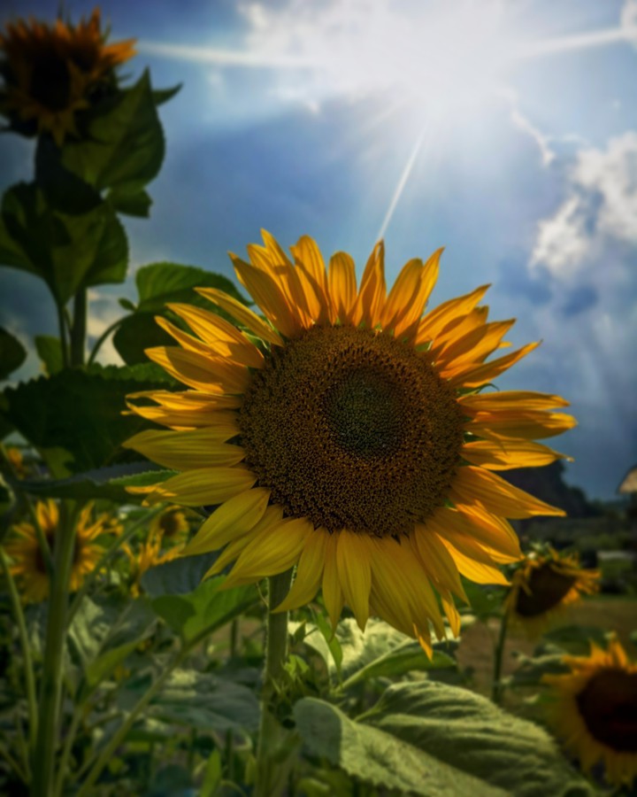 sunflower