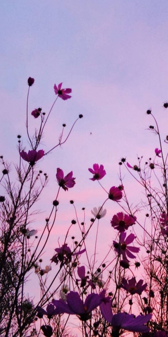 mis flores para ti