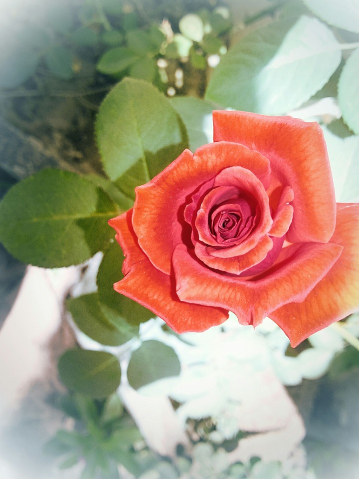 rose