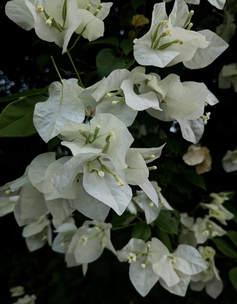 groundcover, shrub achtergronden