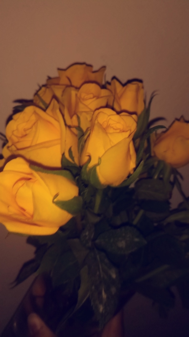 yellow Roses