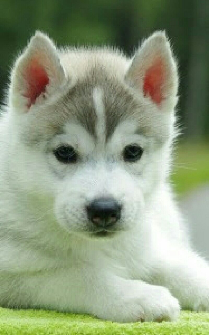 Husky