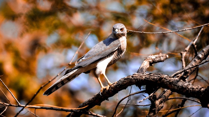 Beautiful Bird