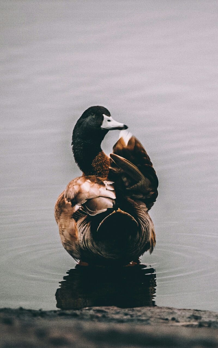 goose