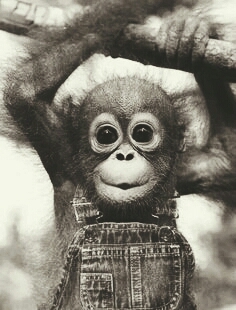 monito