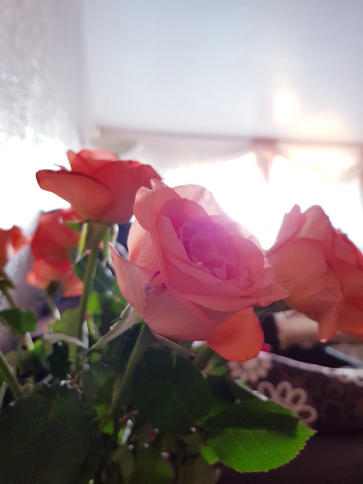 Vivid roses