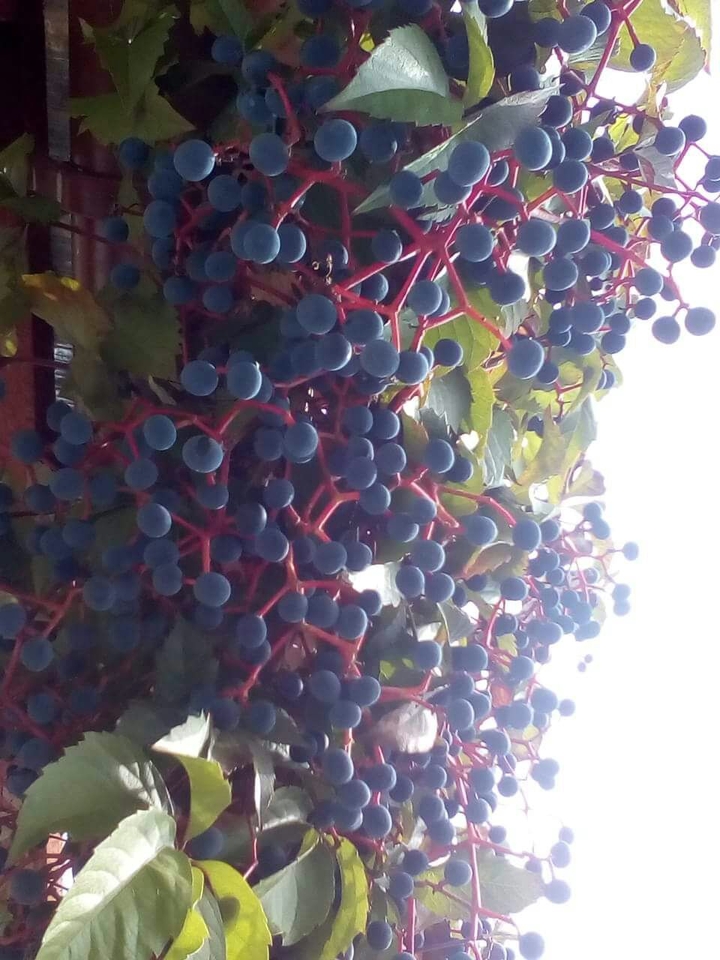 Berries