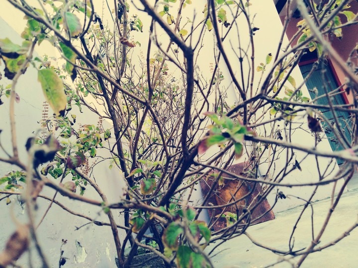 plants sweet morning ?