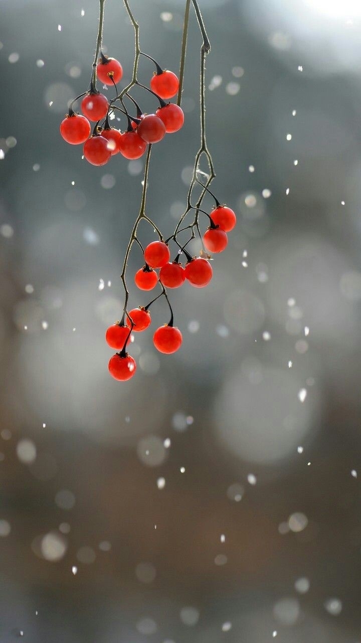 gotas de cerejas