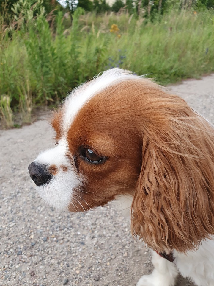 little cute dog ❤?