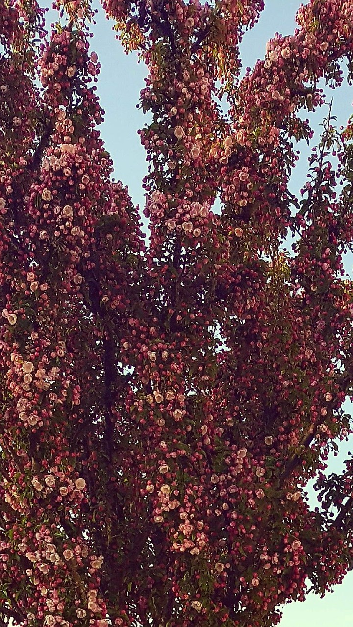 spring