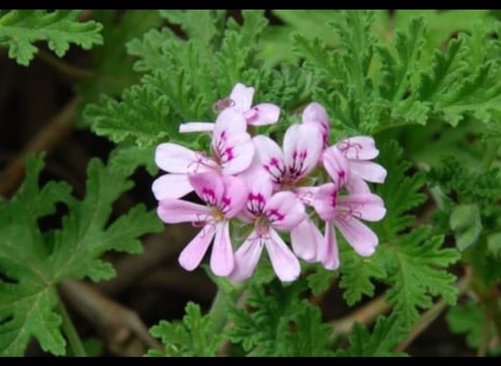 flor