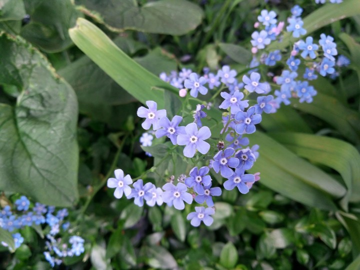 Beautifull flowers