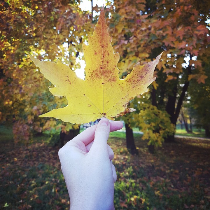 листок