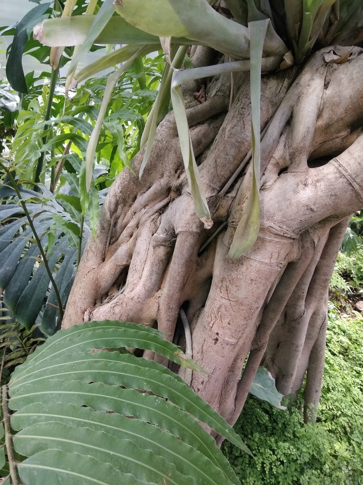 nature