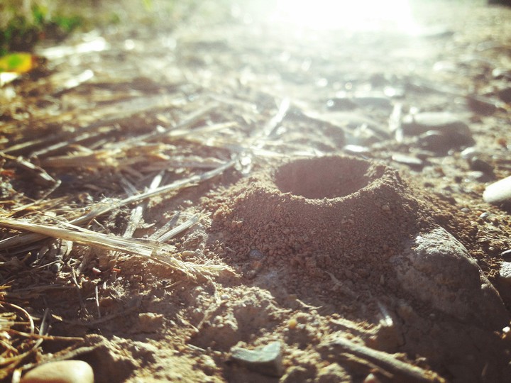 Anthill Sunset