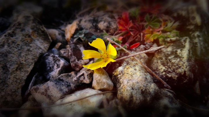 flower