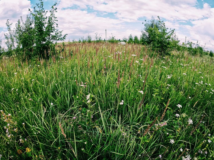 field