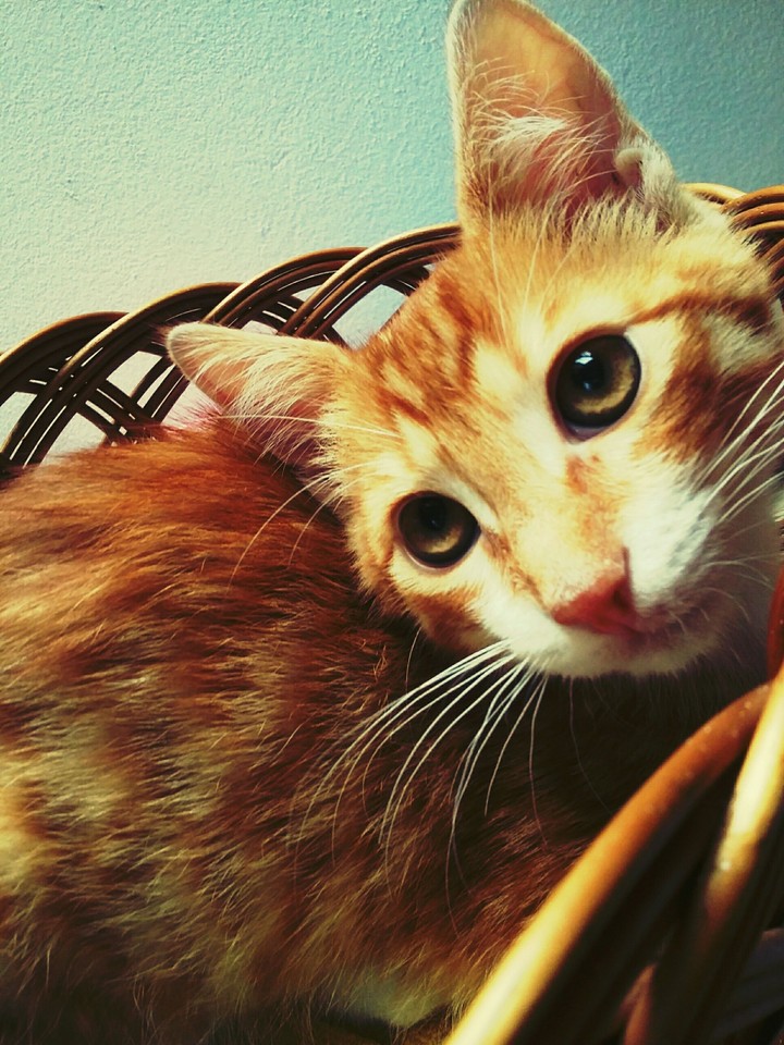 my cat rock ^^