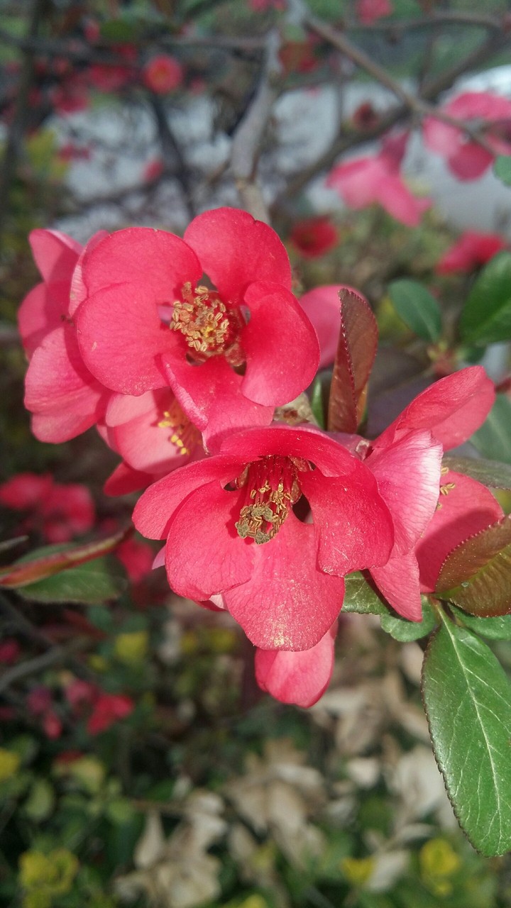 flower
