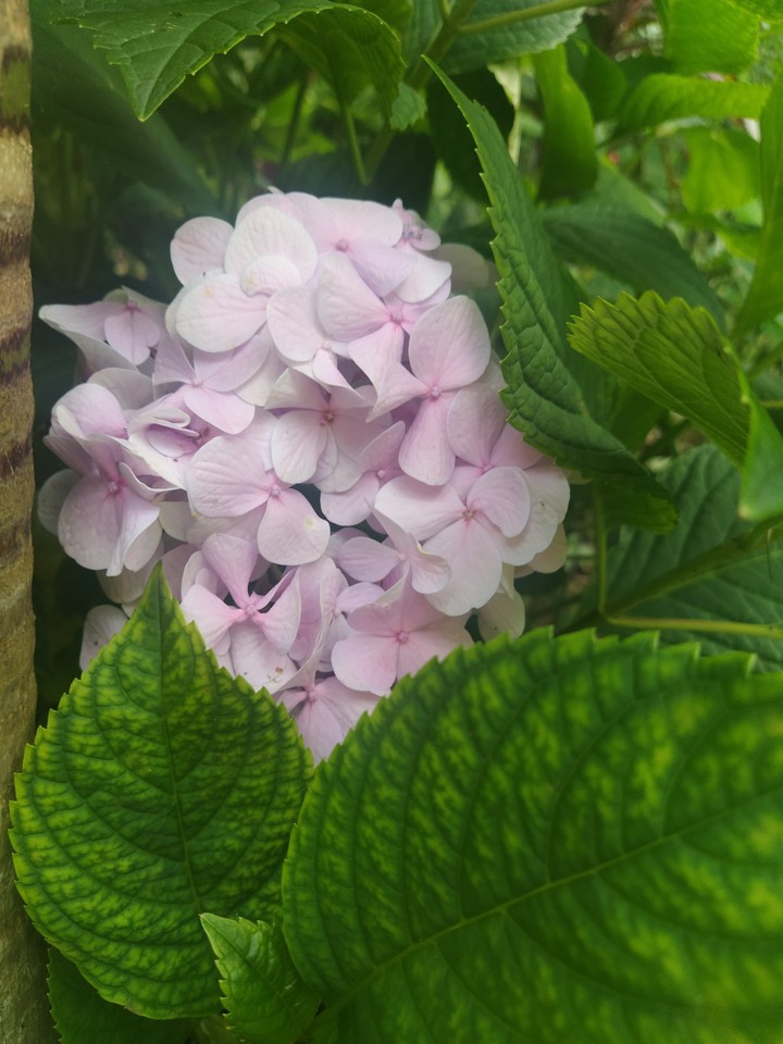 Flower ??
