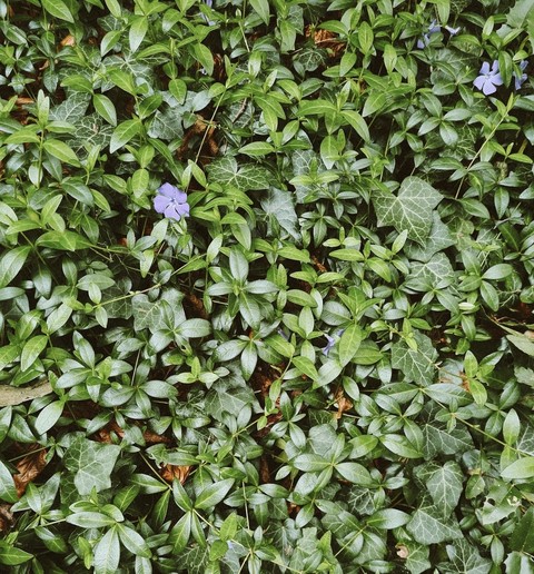 groundcover, spiderwort háttérképek