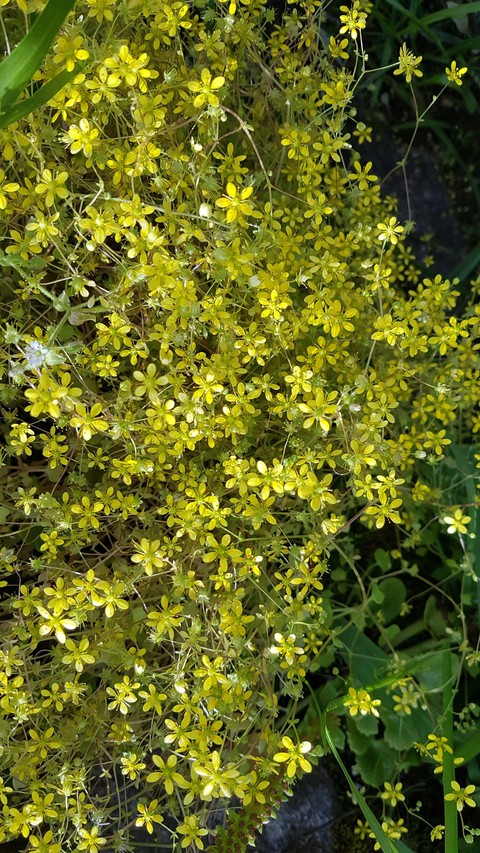 sfondi evergreen, flower