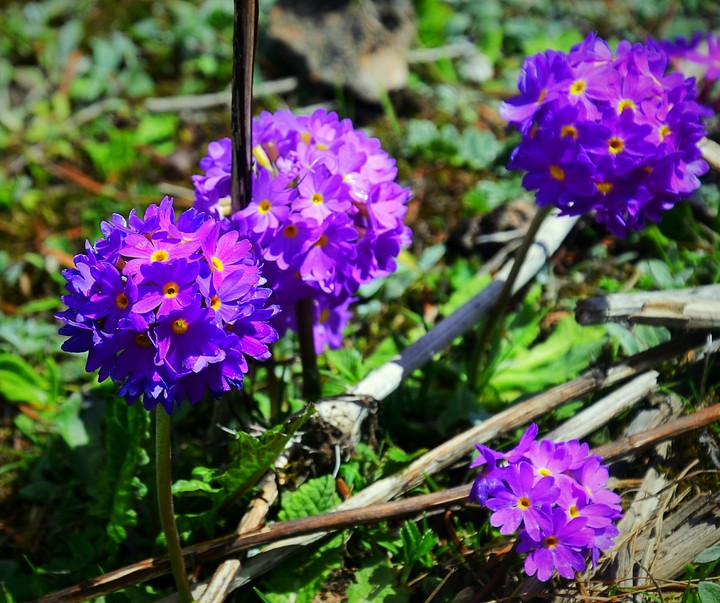 Nature