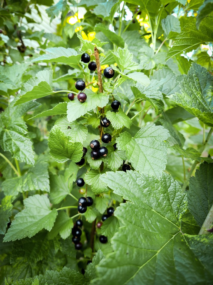 Black Currant