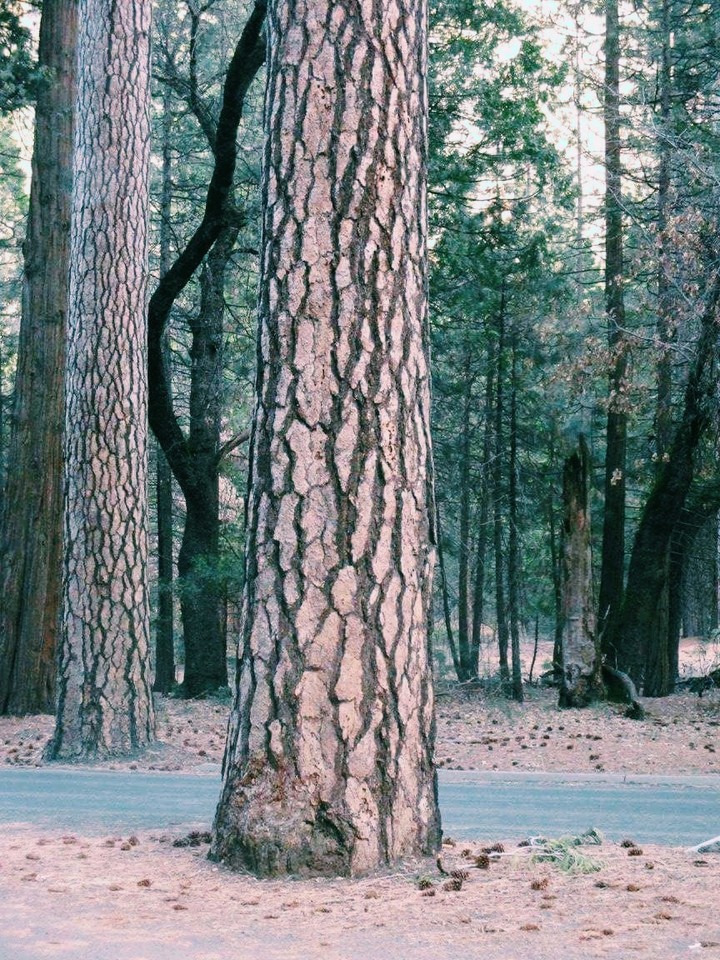 Yosemite National Park