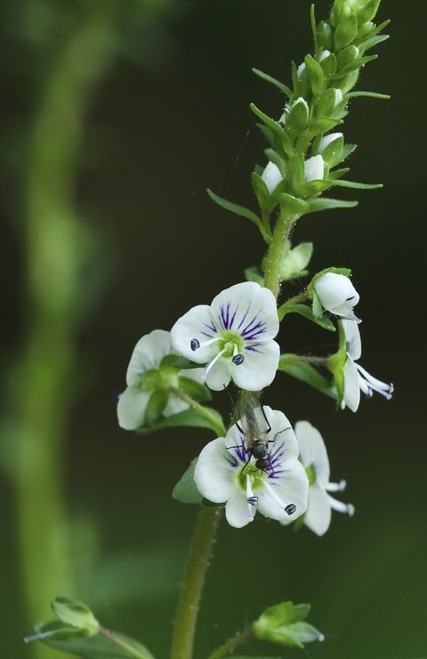 petal, herb duvar kağıtları