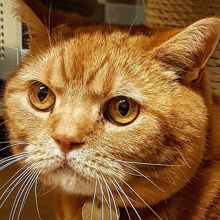 Ginger Tabby Tomcat