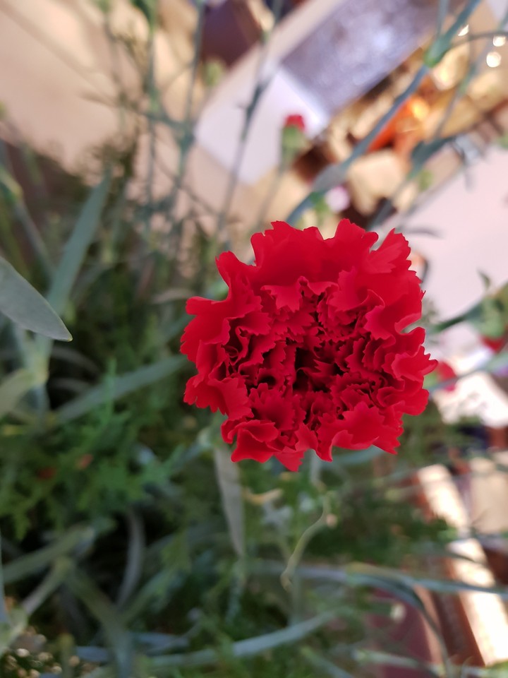 red flower