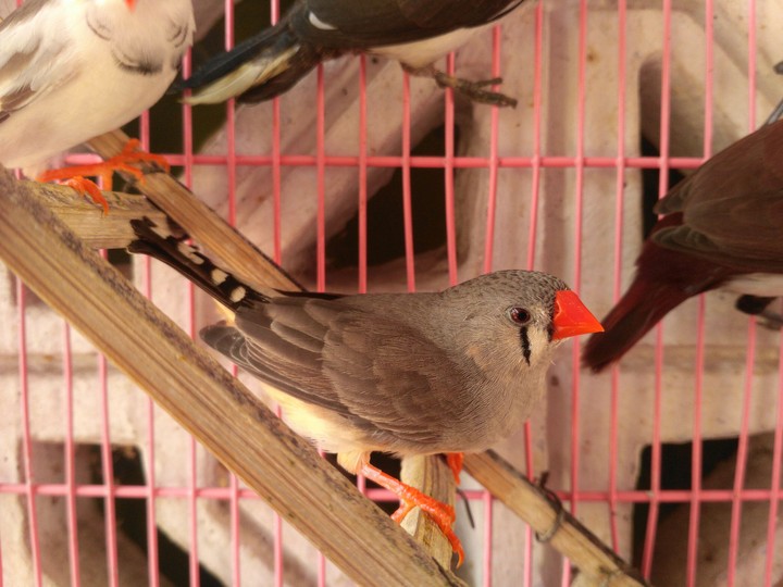 finches