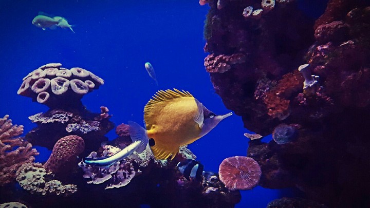 Fish