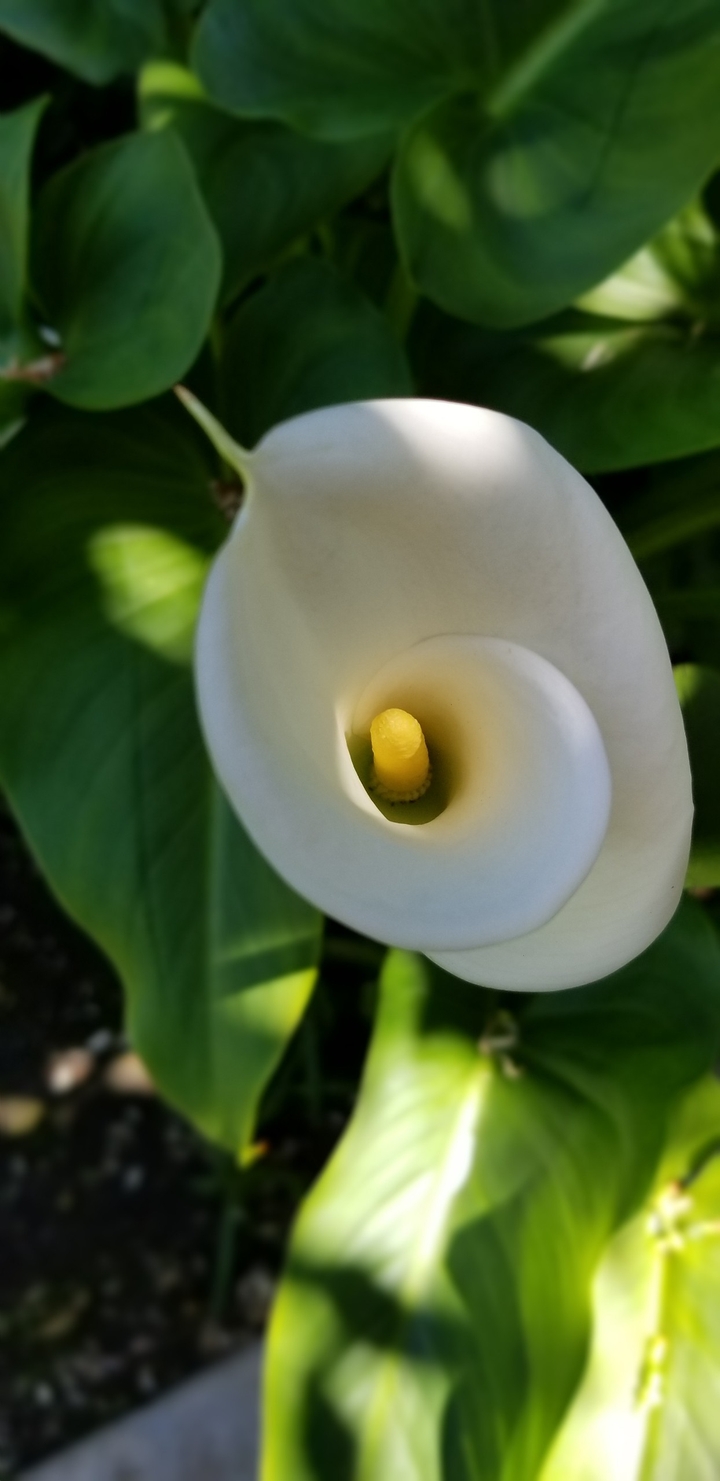 calla lily