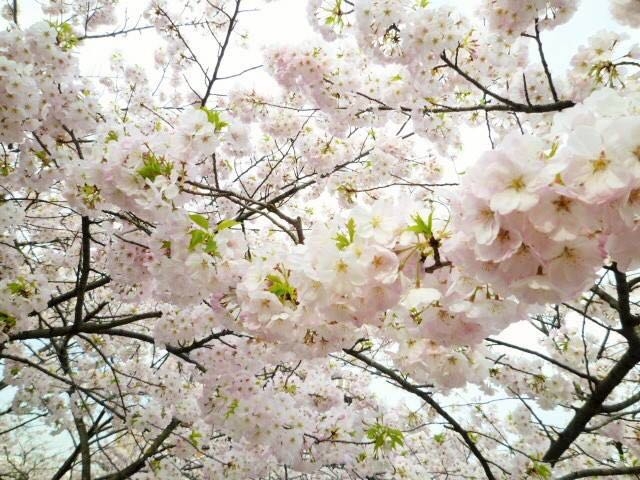japan sakura